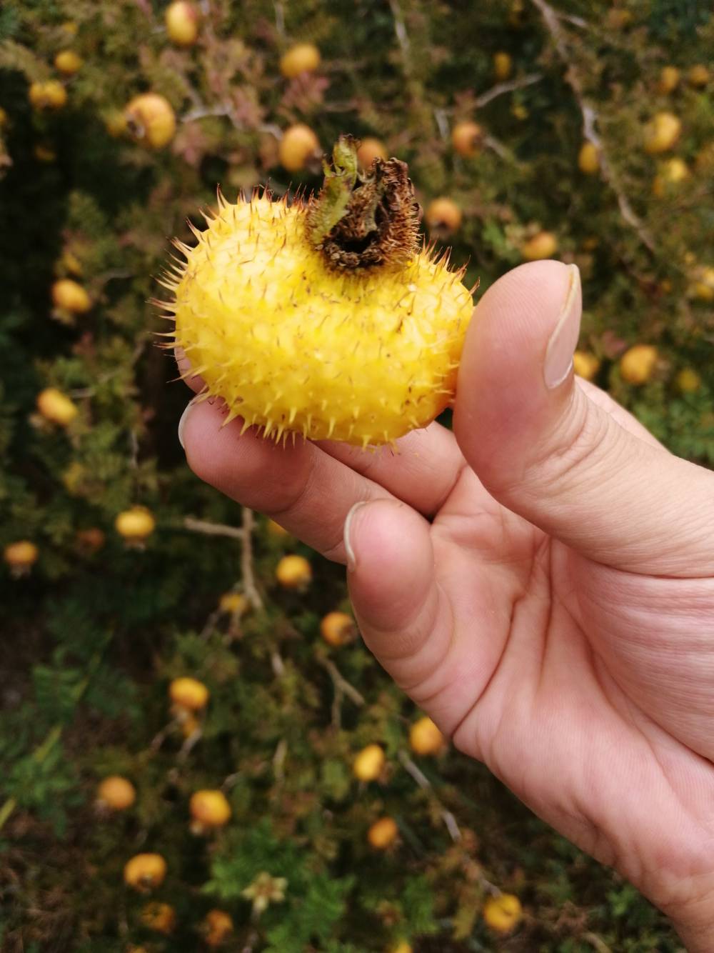 刺梨生果贵州刺梨生果基地批发直售