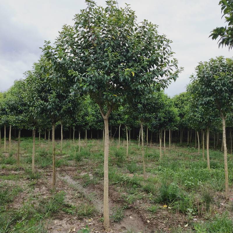 胸径八公分大叶女贞树介绍许昌8公分大叶女贞批发价格