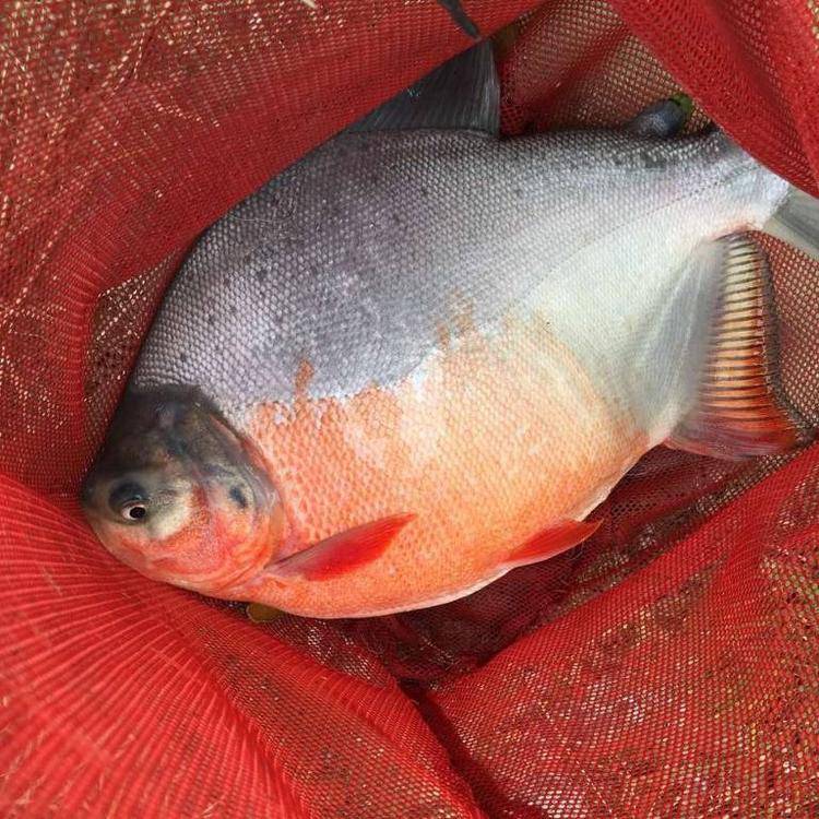 宏业淡水鲳鱼苗良种白鲳鱼苗广东鲳鱼苗公分苗观赏鲳鱼苗大量供应