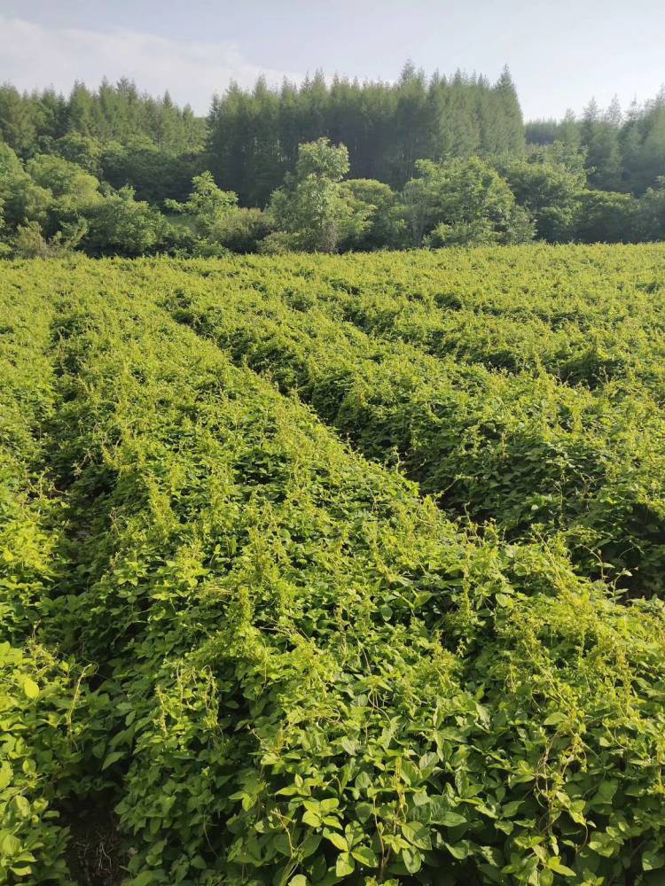 供应出售东北山胡萝卜种子