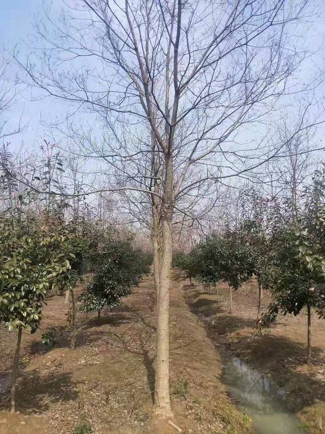 9公分乌桕价格乌桕基地行情多少钱