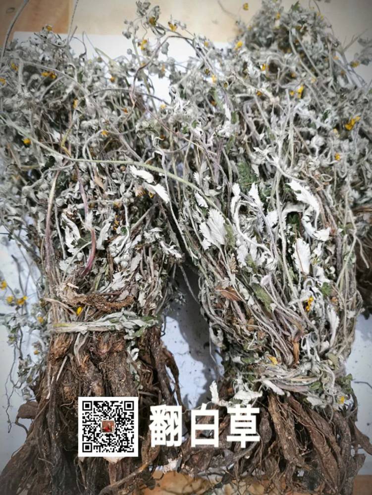 野生翻白草价格翻白草功效