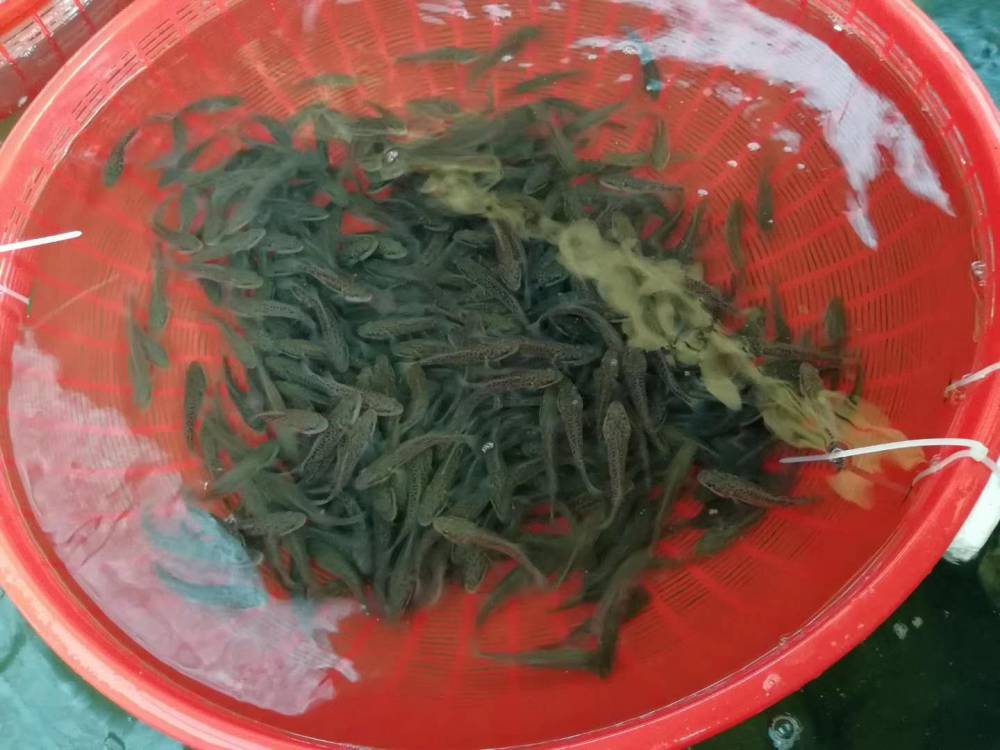 鱼品种墨瑞鳕鱼苗淡水鳕鱼优惠批发