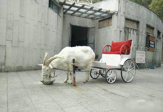 山羊拉车羊车可租可卖