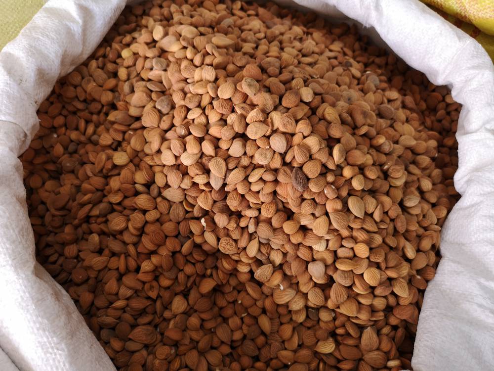 中药材桃仁功效与作用桃核仁桃核人核仁桃核桃仁