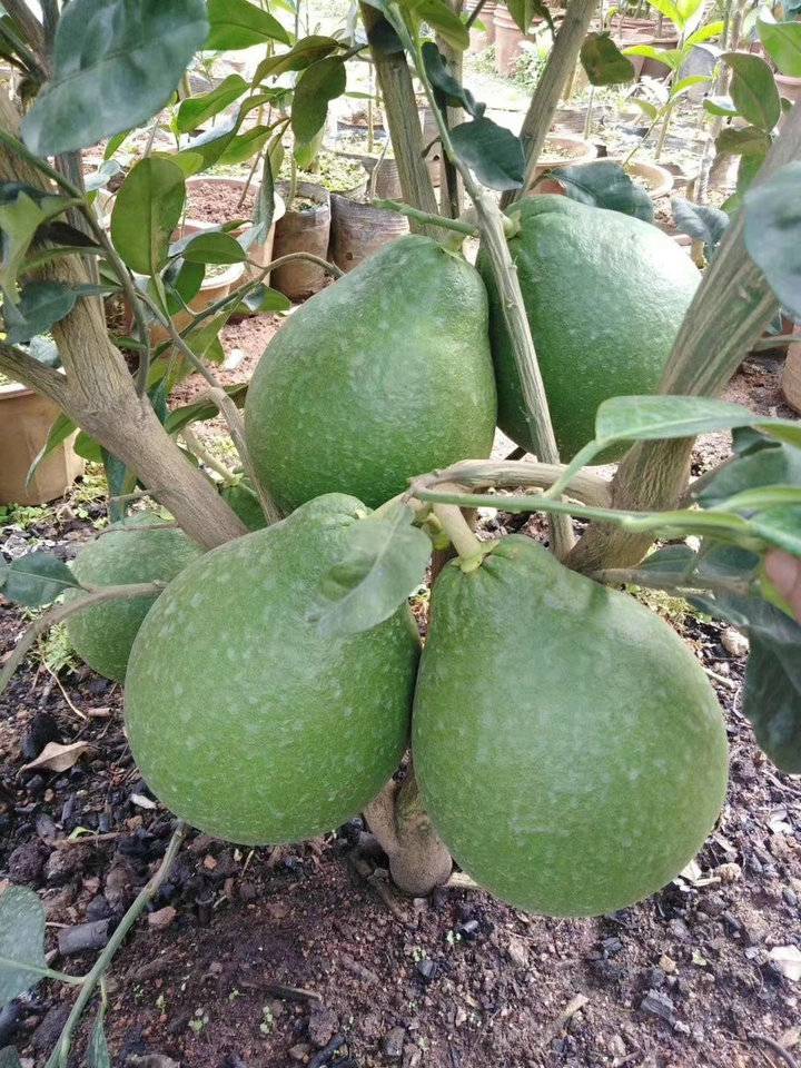 水果中的爱马仕泰国红宝石青柚一年四季结果当年投产果肉嫩甜