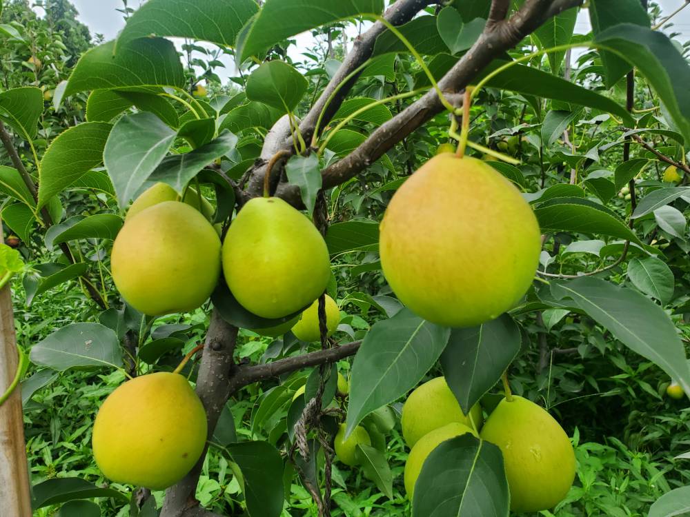 夏玉梨苗培育玉露香梨梨树苗栽种事项介绍