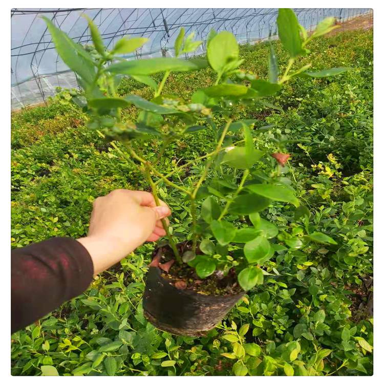绿宝石蓝莓苗批发早熟蓝莓南北方种植耐储存营养钵蓝莓树苗
