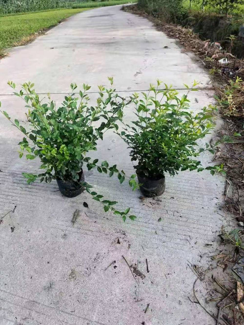 冠幅大的金禾女贞苗子金禾女贞杯苗金禾女贞价格金禾女贞地苗