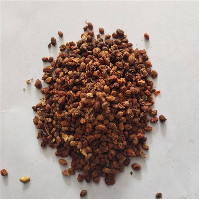 2021年丝棉木种子发芽率高价格便宜批发价