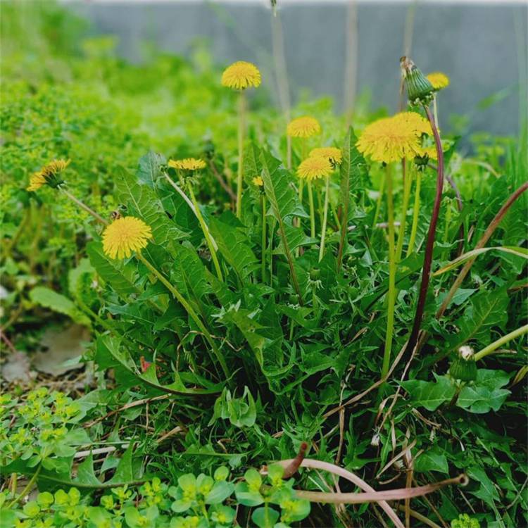 苏北花木批发市场图片