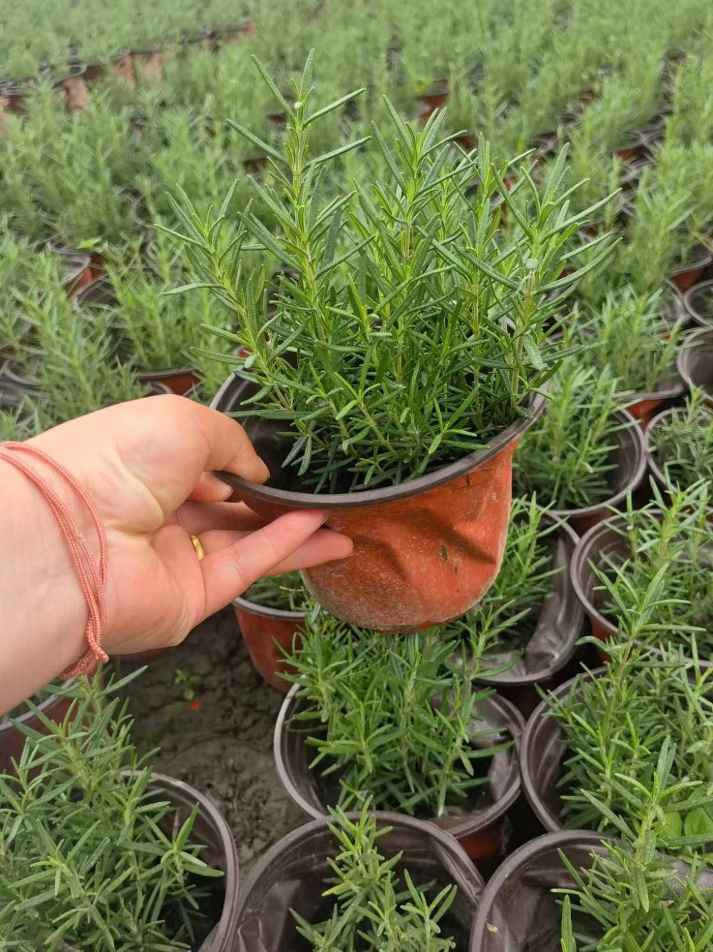迷迭香供应基地 出售大量迷迭香盆苗 迷迭香杯苗出售