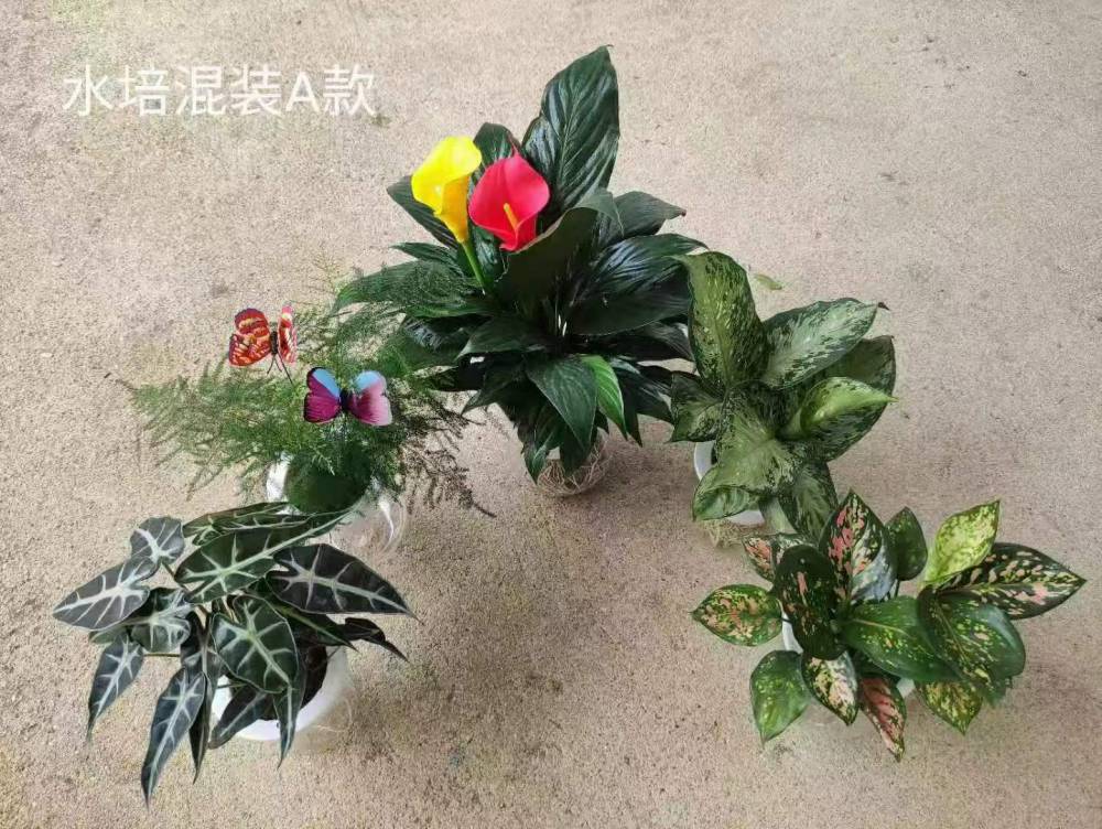 观叶植物盆栽万年青基地 批发粉黛万年青广东万年青玛丽安租赁观叶盆栽耐摆放 价格 厂家 中国供应商 观叶植物盆栽万年青基地 批发粉黛万年青广东万年青玛丽安租赁观叶盆栽耐摆放 价格 厂家 中国供应商