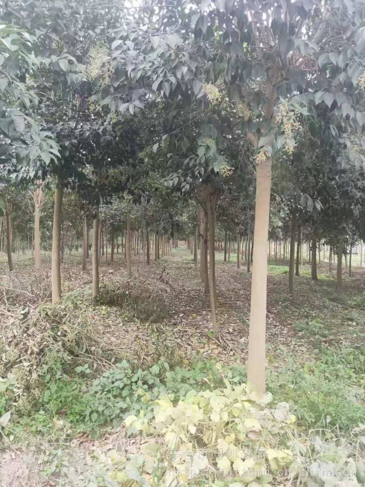 胸径316公分大叶女贞园林绿化行道树常绿风景女贞图片