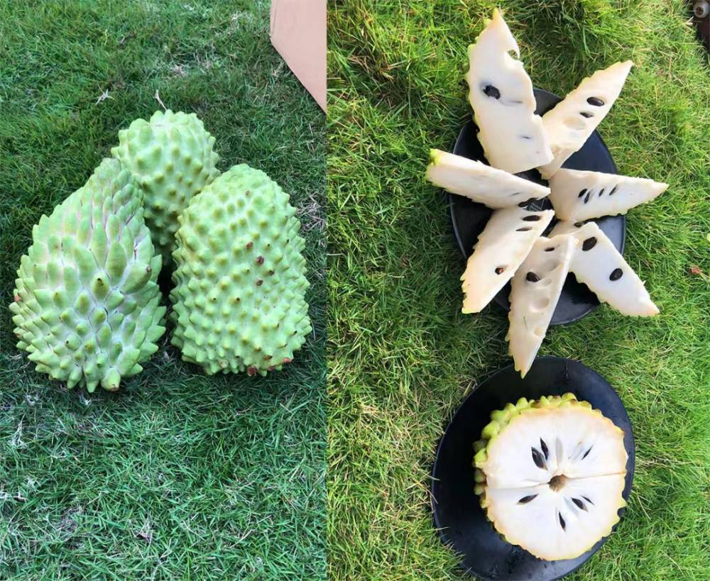 哪里有正宗榴莲释迦苗出售榴莲释迦与凤梨释迦有什么区别