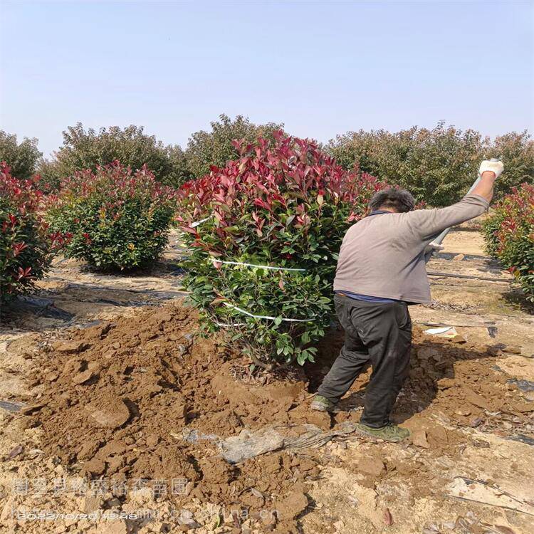 西安红叶石楠基地植物围墙 树苗草皮种子 陕南红叶石楠基地