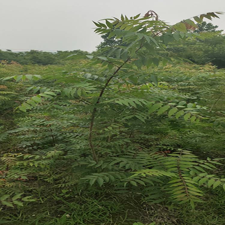 黄连木树苗(黄连木苗木基地)