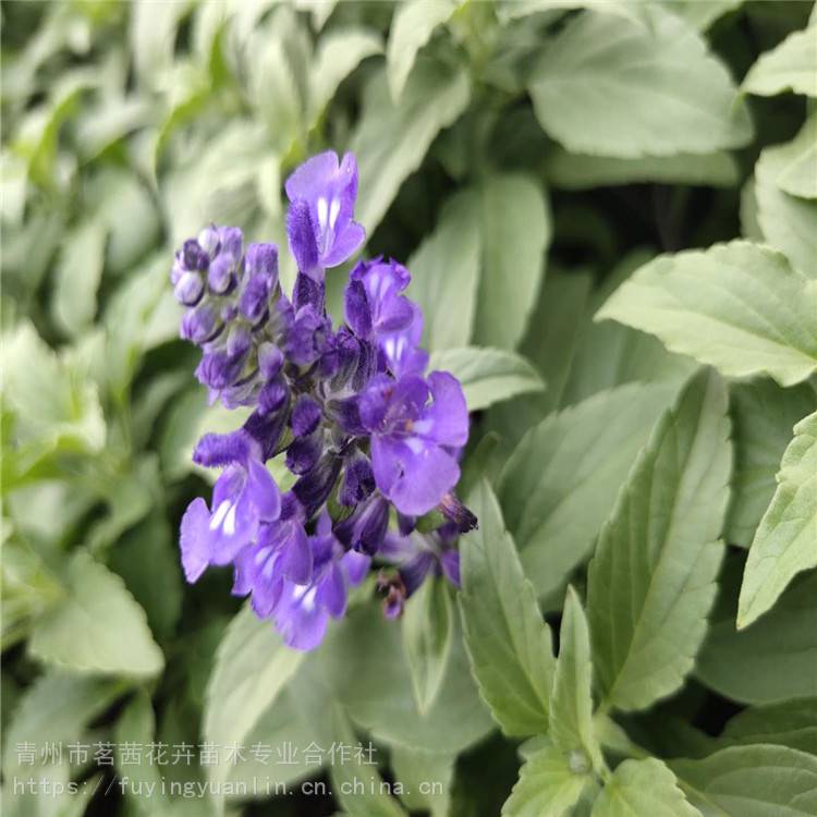 青州花卉种植基地 十一节日用花常见种类 国庆节花坛花卉 价格 厂家 中国供应商