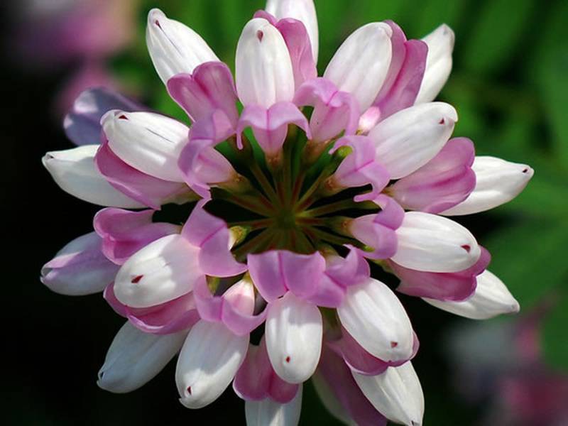 今年新采小冠花种子花田精心培育小冠花种子观赏价值高