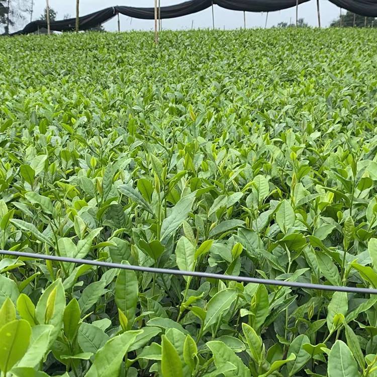 福鼎大白茶苗福选9号茶苗根系发达