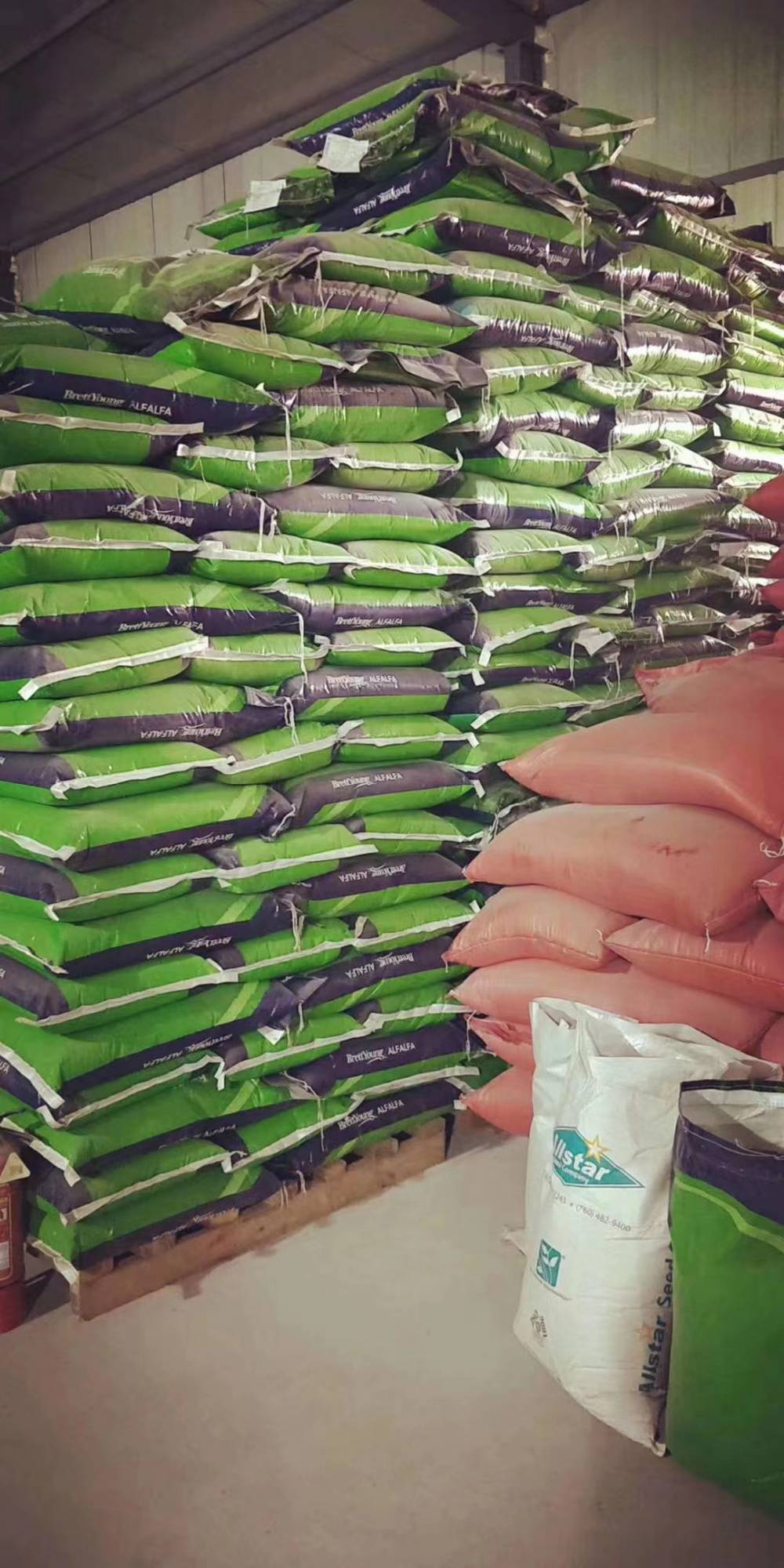 矮杆百日草混色混色花种子马蹄金草籽柏木种子小叶女贞