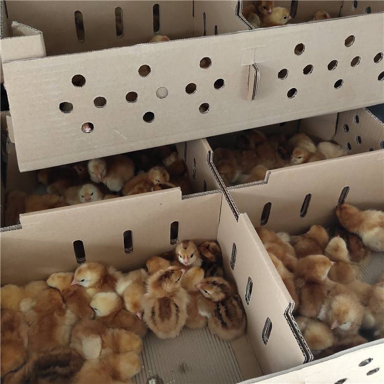 离我最近的鸡苗批发 鸡苗多少钱一只哪里有卖的