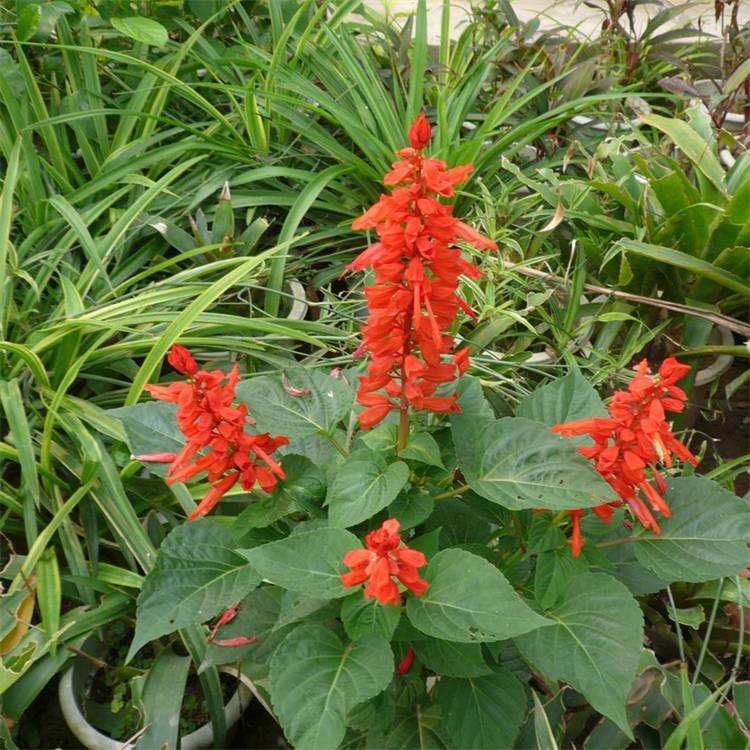 苗圃批发四月夜鼠尾草天蓝鼠尾草一串红鼠尾草花海景观工程化鼠尾草