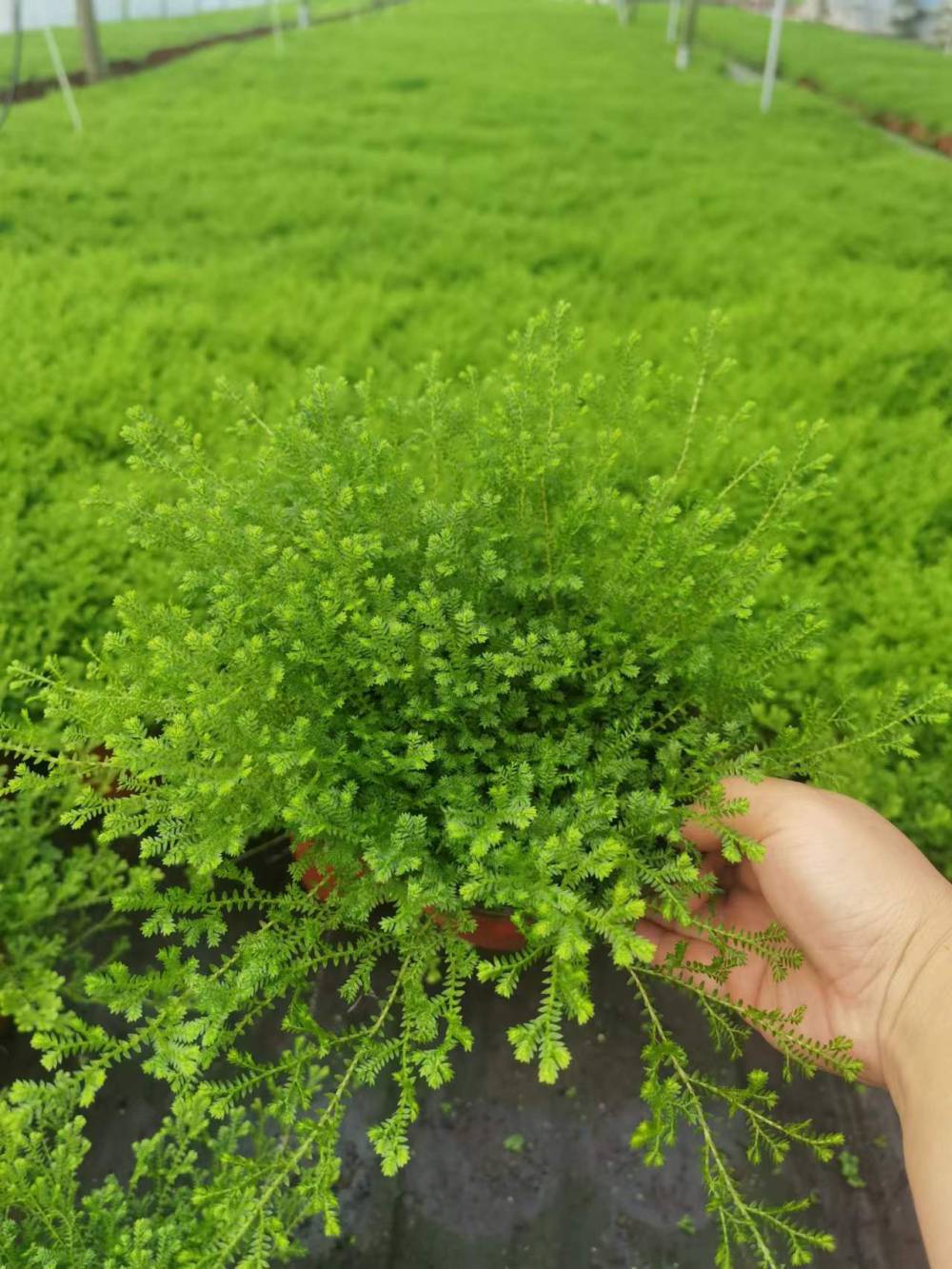 情人草出售,翠云草基地,情人草批发