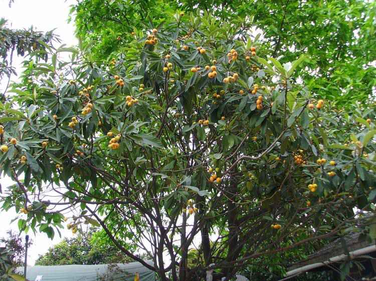 四川大量批发鸡蛋果树又名百香果是西番莲科西番莲属的草质藤本植物