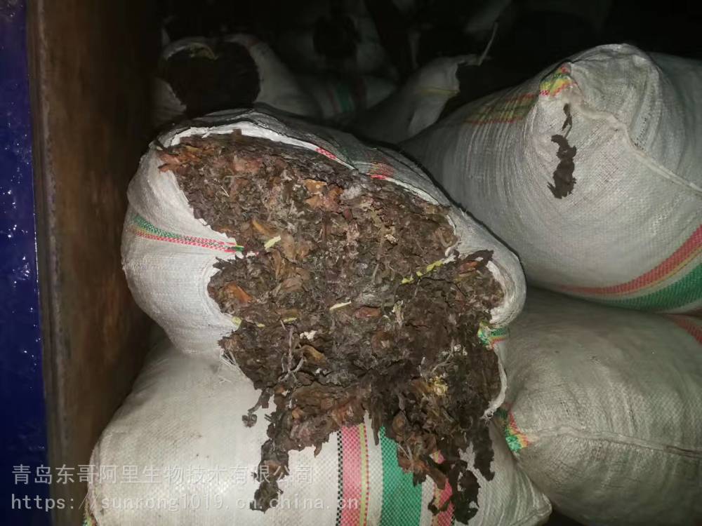 印尼大叶菜厂家