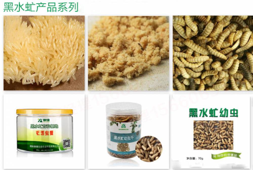 1230型黑水虻直线筛分机虫粪分离筛11kw黑虻虫大小分级振动筛