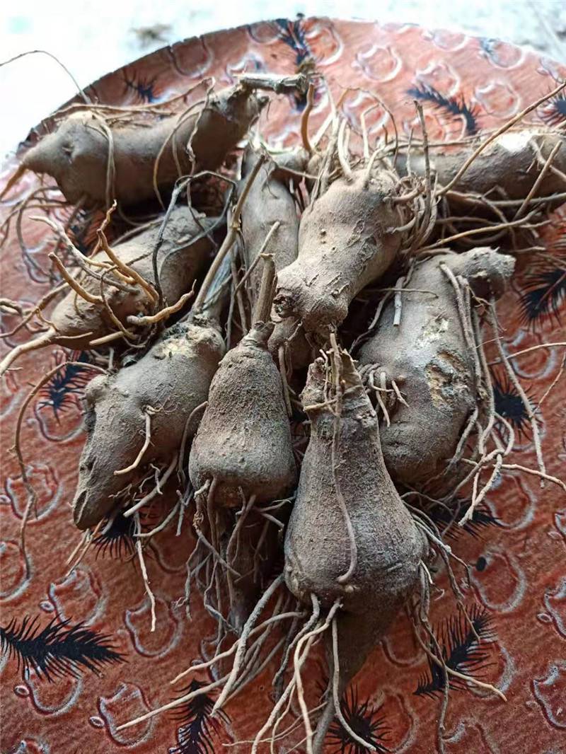 白术芽子白术种子价格i产量突出