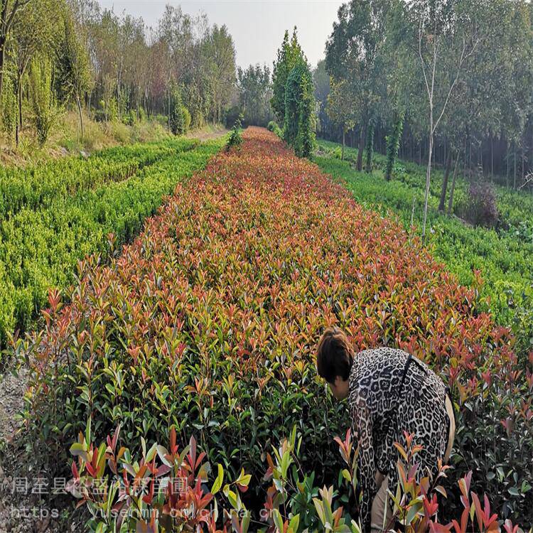 西安红叶石楠基地植物围墙 树苗草皮种子 陕南红叶石楠基地