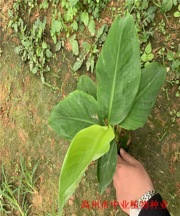 海南南天黄香蕉苗海口香蕉杯苗天河巴西香蕉苗