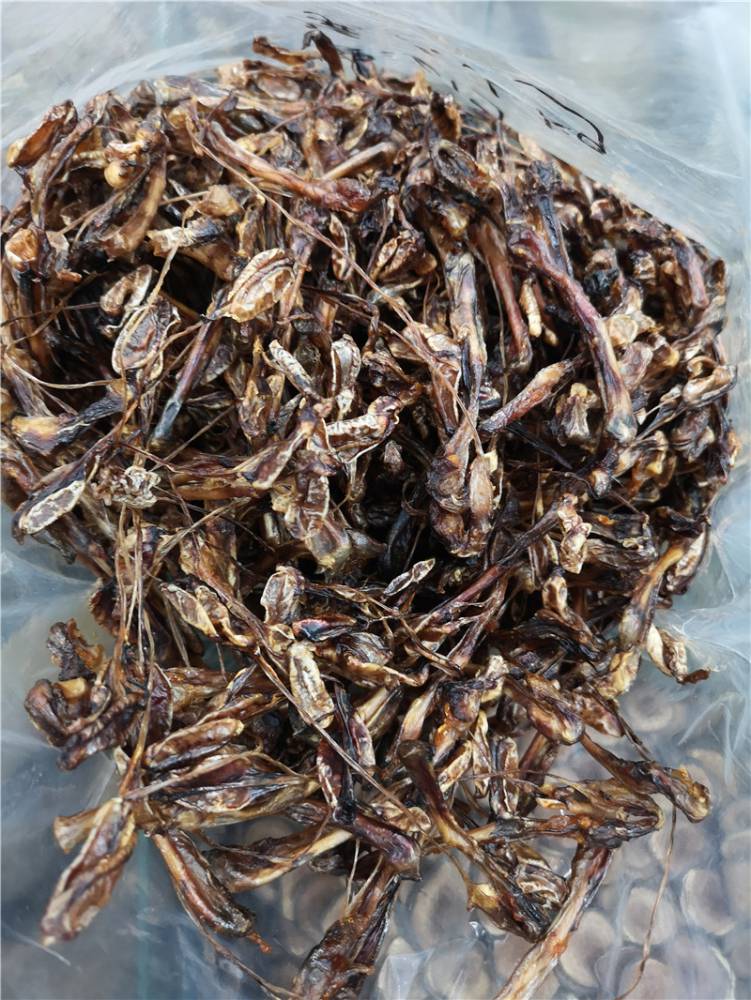 中药材海狗肾价格海狗泡酒的好处海狗哪里购买