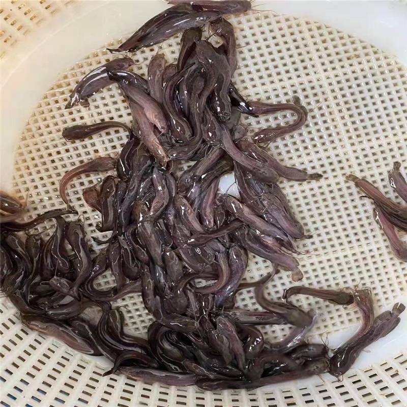 本地塘鲺苗本地塘角鱼苗埃及塘角鱼苗供应商无锡塘角鱼苗供应信息