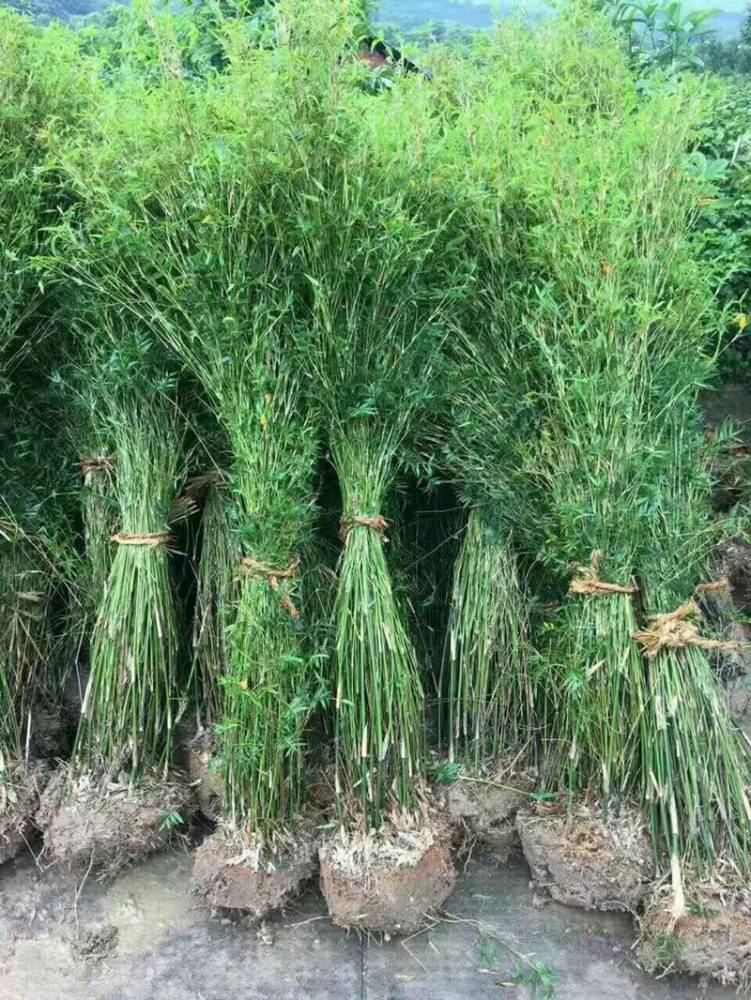 大型丛生竹品种图片