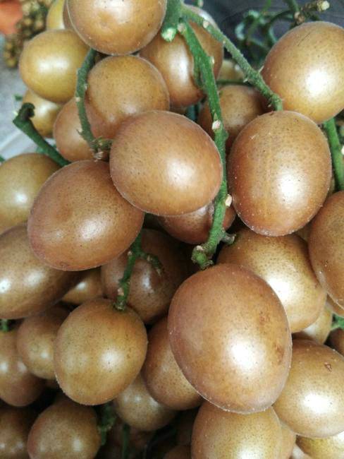 贵妃黄皮苗金蛋黄皮苗黄皮嫁接苗黄皮果苗贵妃黄皮苗长琦果苗