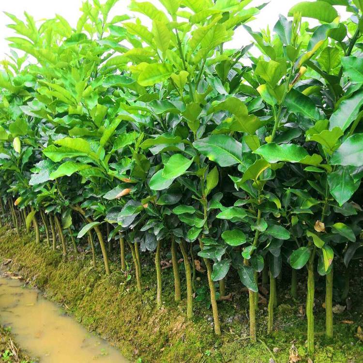 柚子树苗之蜜柚苗三红蜜柚苗红肉蜜柚苗马家柚树苗基地批发