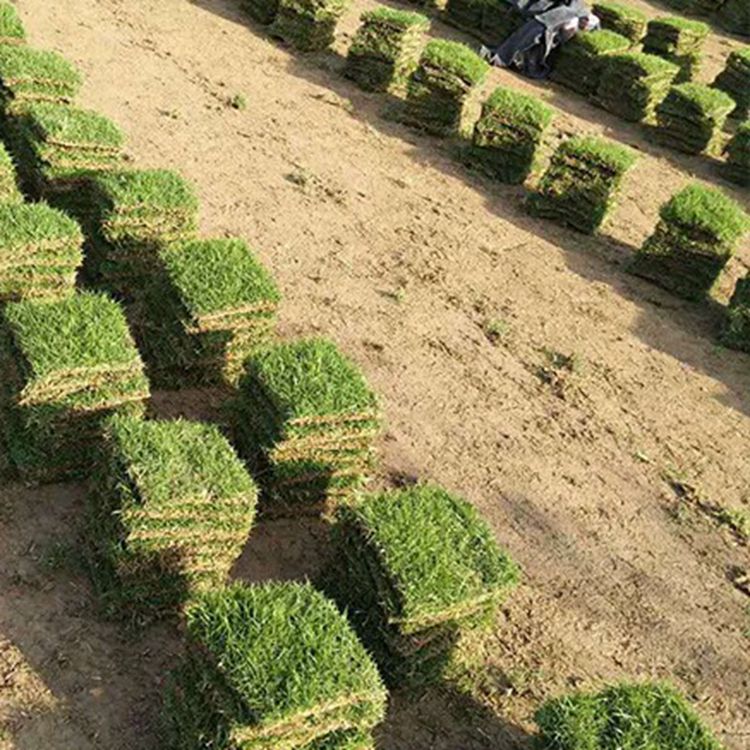 马尼拉草皮湖南怀化生态旅游景点绿化用的草种批发价格多少钱一方