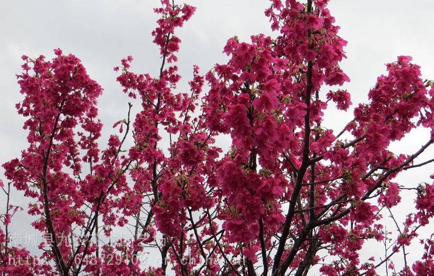 台湾钟樱花大红樱花观光园林樱花进口樱花樱花盆景苗