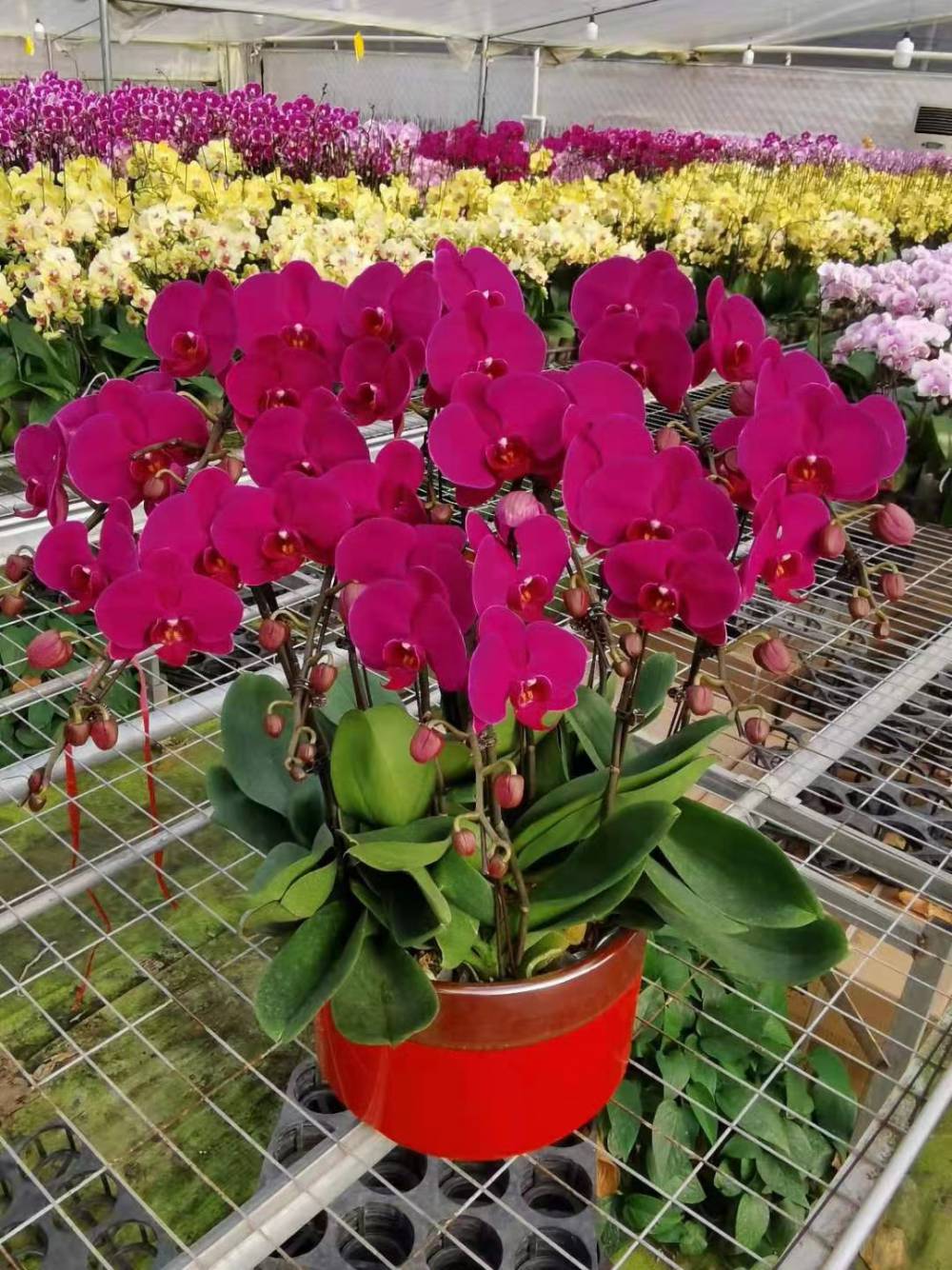 蝴蝶兰花卉租赁大八支金环红瓷盆图片