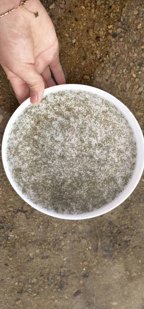广东土鲮鱼苗麦鲮鱼水花苗长期供应批发