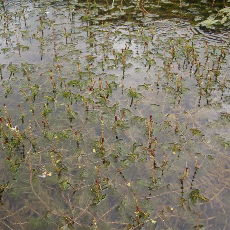 长期供应轮叶黑藻生态环境养殖水草湿地水体绿化净化水质