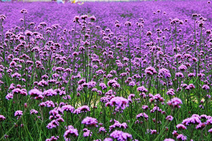 馬鞭草花園設計施工公司馬鞭草花海苗廠家馬鞭草基地批發