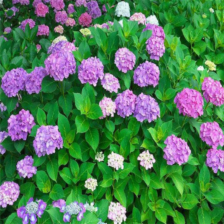 园林绿植无尽夏八仙绣球花苗室外地栽耐寒阳台庭院八仙花