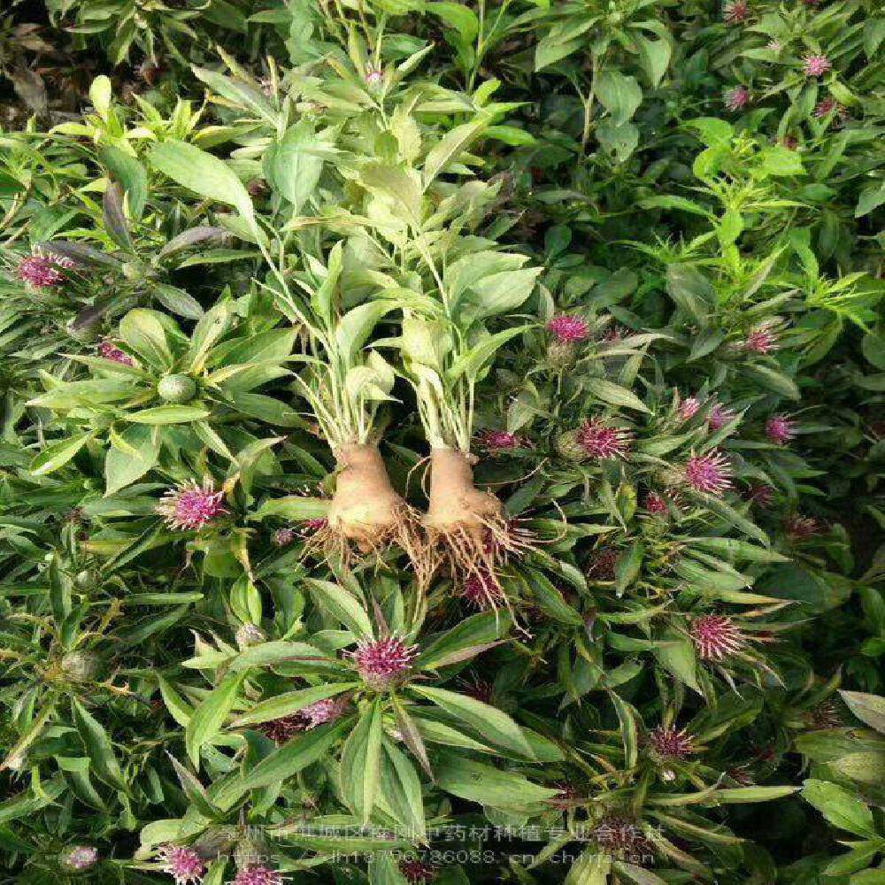 提高白术种植产量白术苗白术种子批发白术科学种植技术