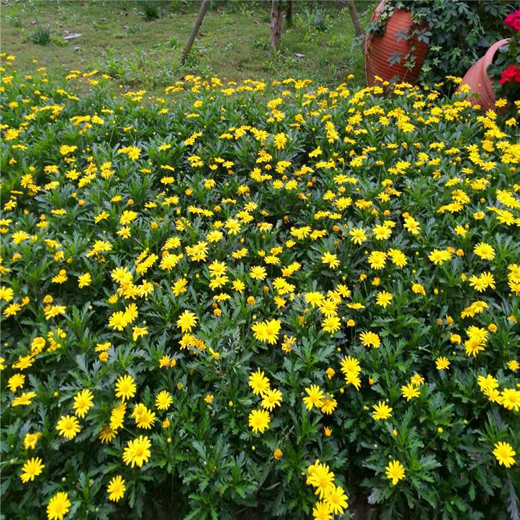 【黄金菊 灌木花卉 园林绿化 常绿乔木 水生植物 水