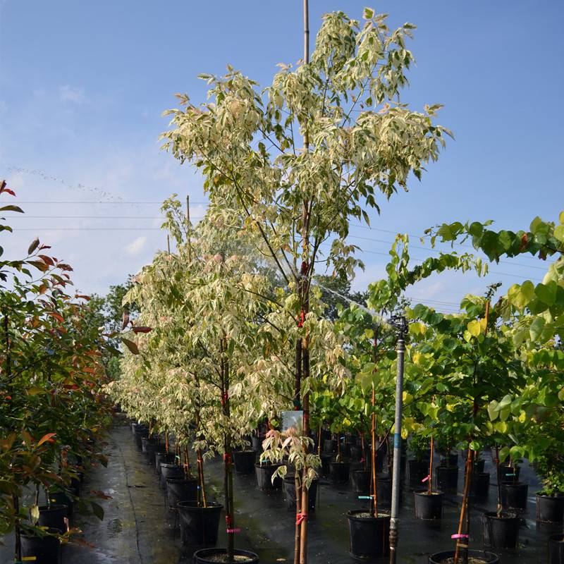 复叶槭火烈鸟小区庭院公园造景绿化种植景区园林观赏树