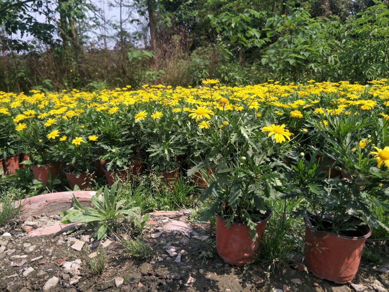 四川木春菊16杯子花卉花镜一年生两年生花卉价格